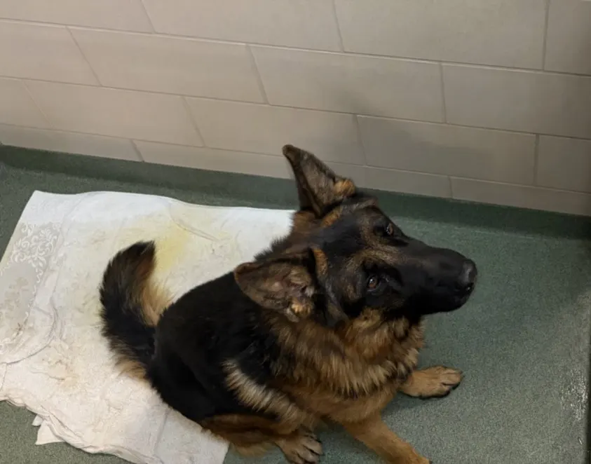 Adoptable Dog