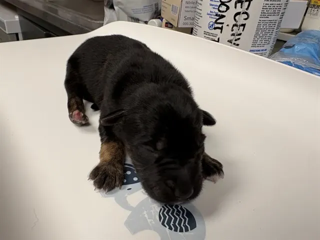 Adoptable Dog
