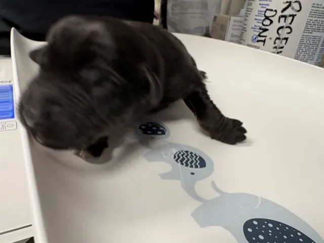Adoptable Dog