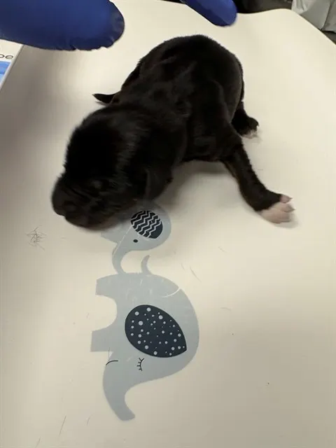 Adoptable Dog