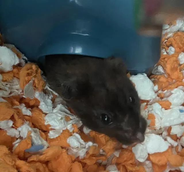 Bijou
