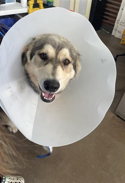 Taco