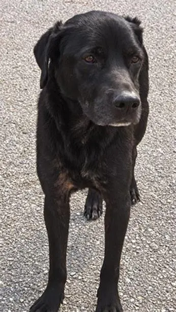 Rex
