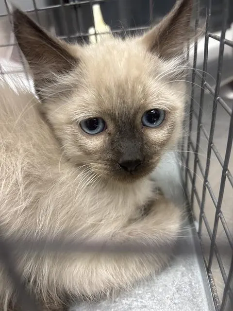 *Russ