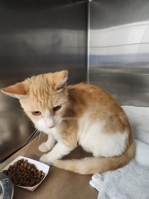 Adoptable Cat