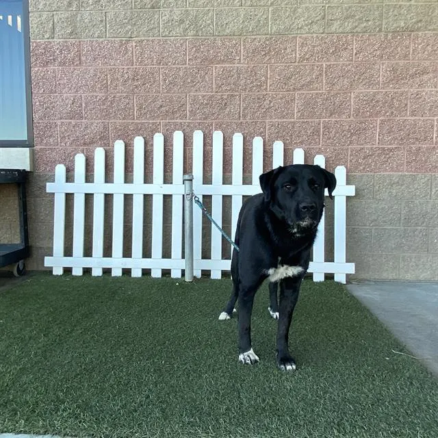 Adoptable Dog