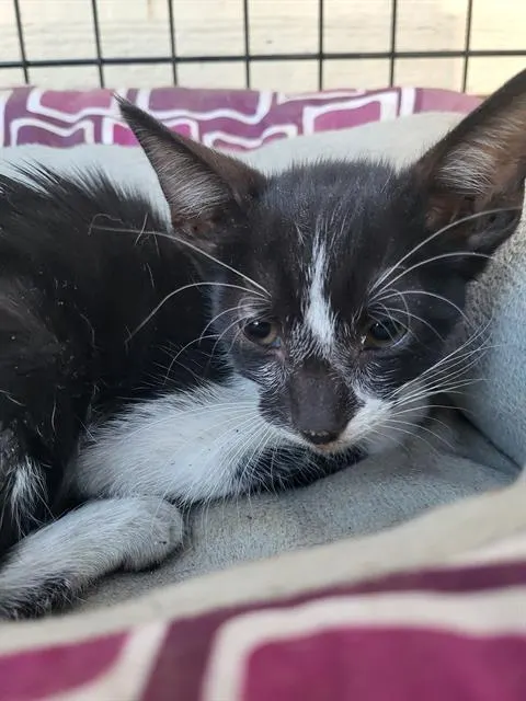 Count Tux-Ula