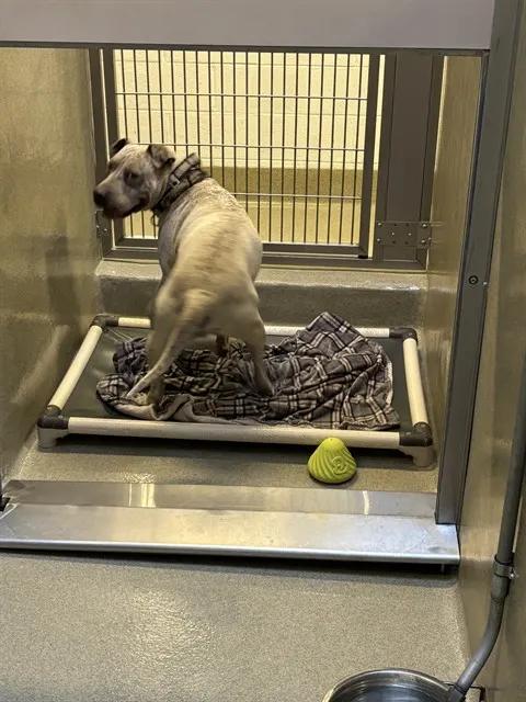 Adoptable Dog