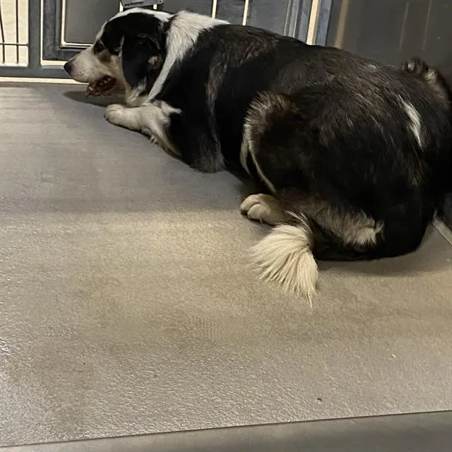 Adoptable Dog