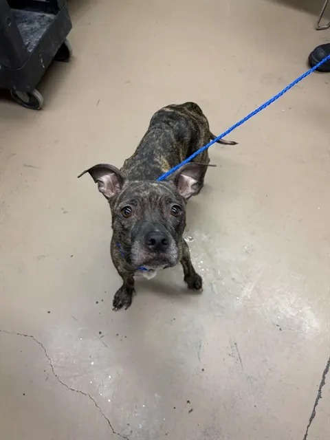 Adoptable Dog