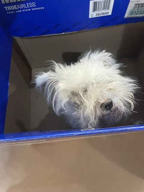 Adoptable Dog
