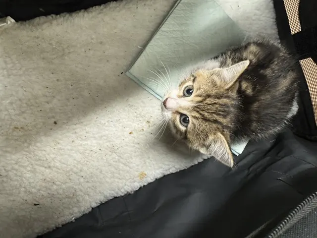 Adoptable Cat