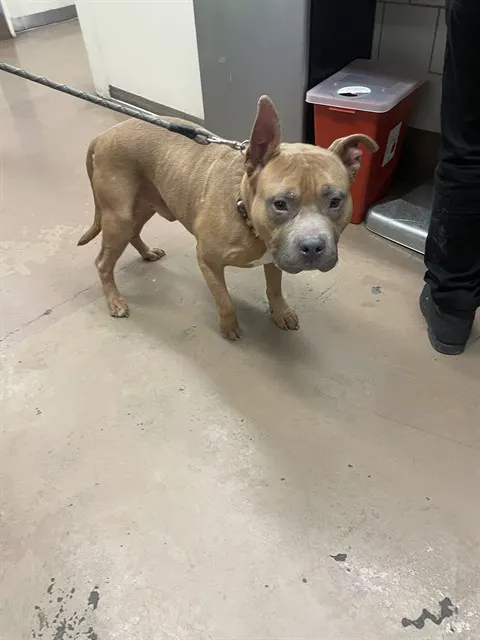 Adoptable Dog