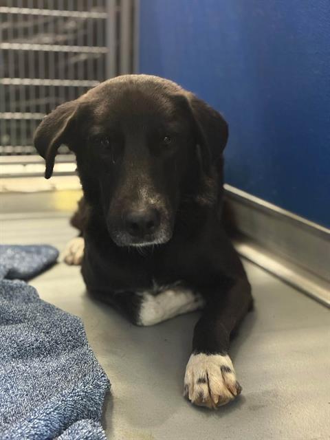Adoptable Dog