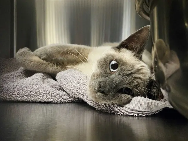 Adoptable Cat