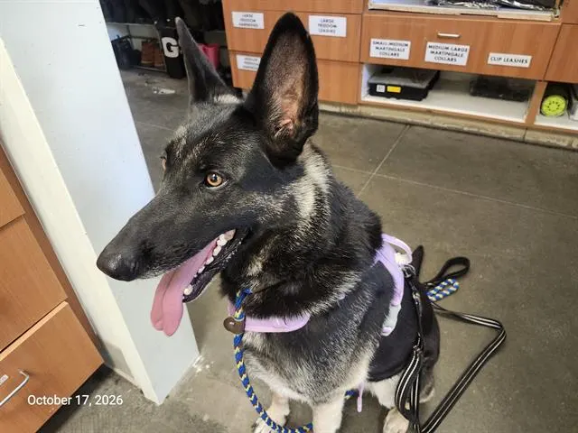Koda