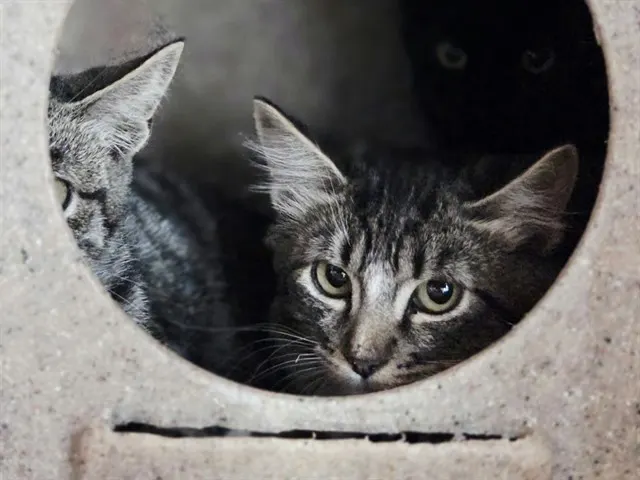 Adoptable Cat