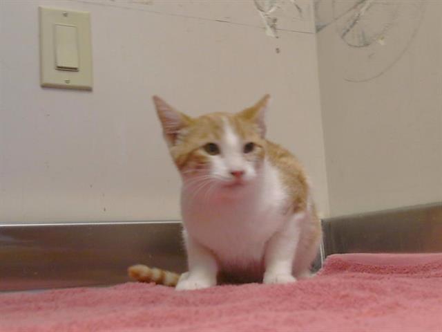 Adoptable Cat
