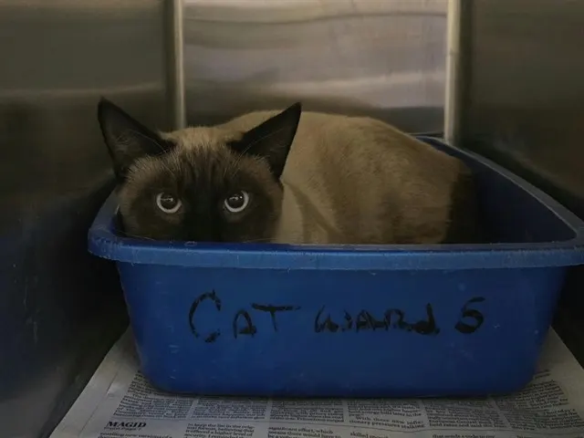 Adoptable Cat