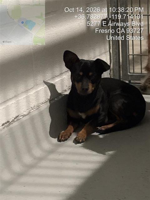 Adoptable Dog