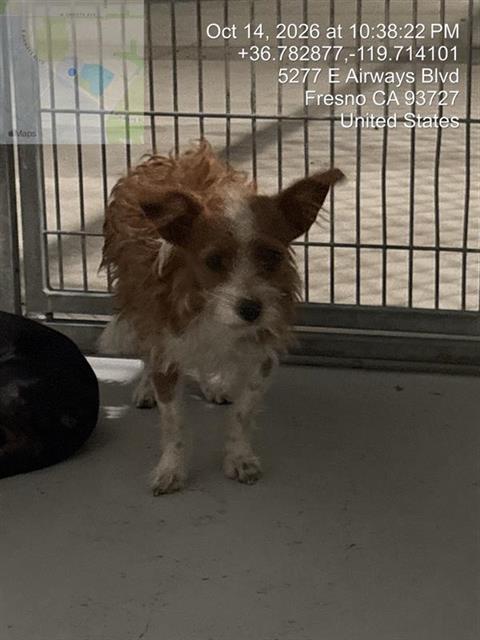 Adoptable Dog