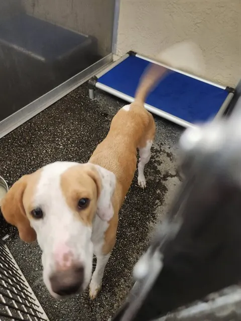 Adoptable Dog
