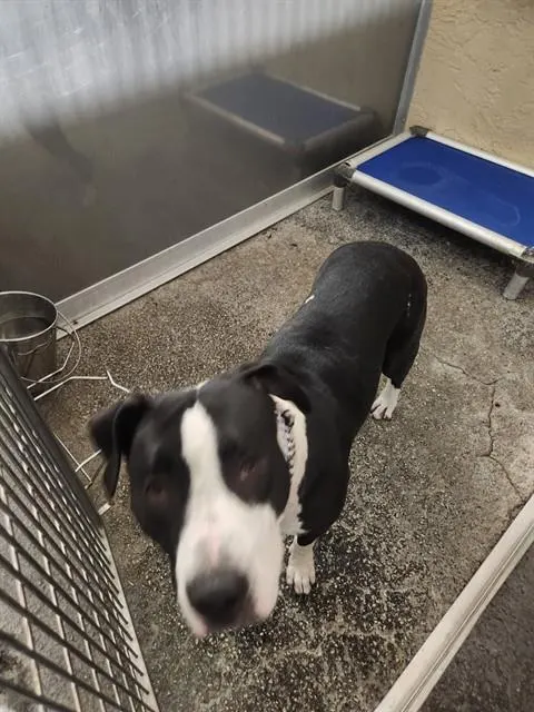 Adoptable Dog