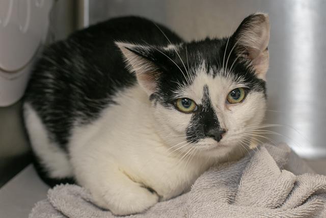 Adoptable Cat