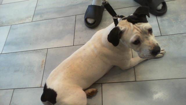 Bridget