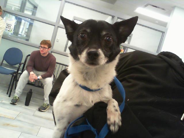 Adoptable Dog