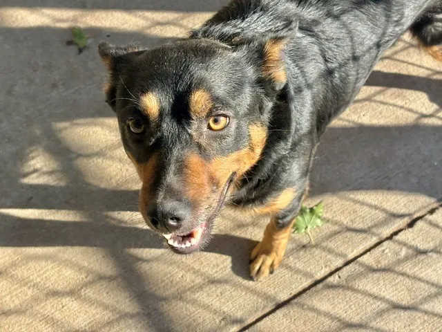 Rocky