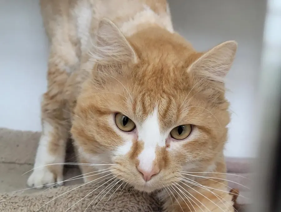 Rupert