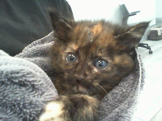 Millie