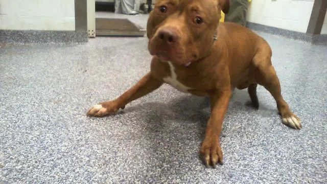 Adoptable Dog