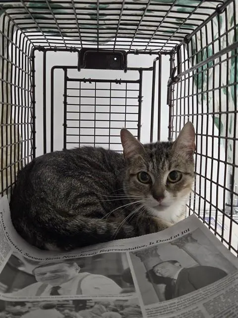 Adoptable Cat