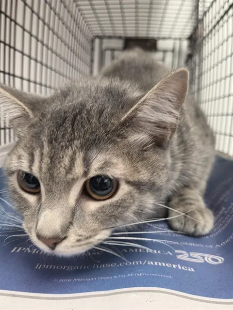 Adoptable Cat