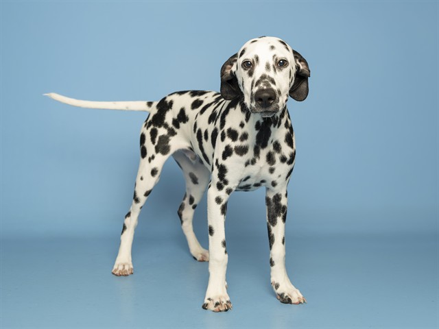 Pongo