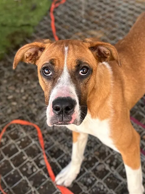 Adoptable Dog