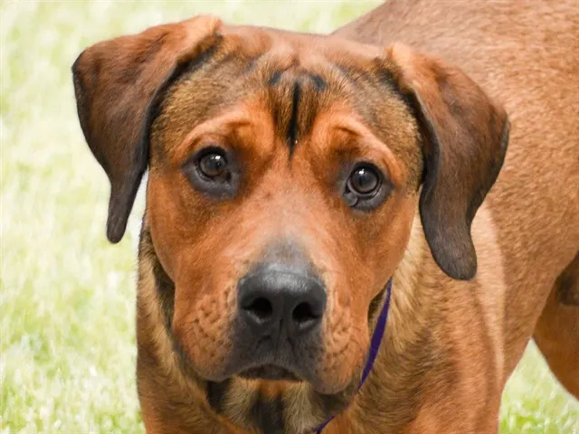 Bruno