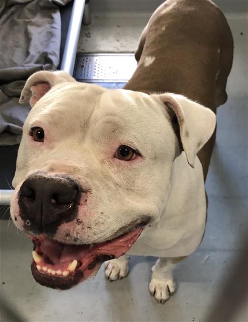 Adoptable Dog