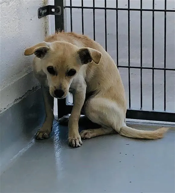 Adoptable Dog
