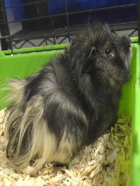 Pepper