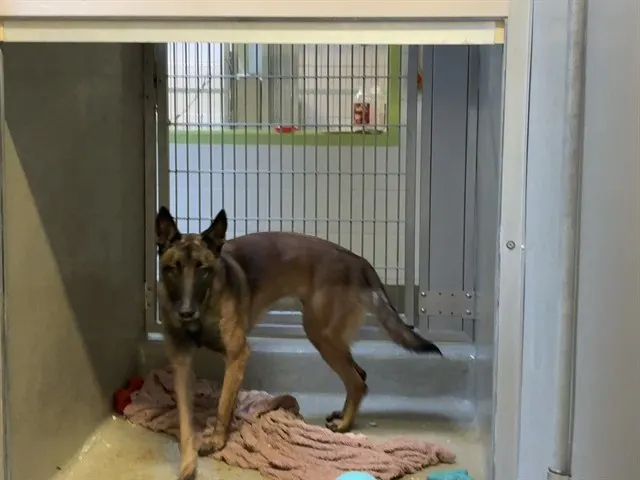 Adoptable Dog