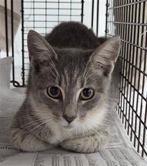 Adoptable Cat