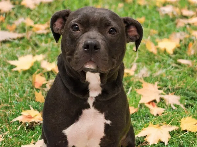 Bella