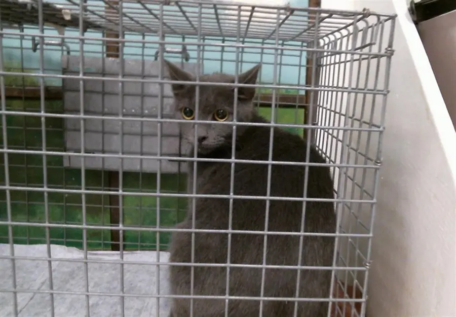 Adoptable Cat