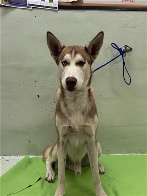 Adoptable Dog