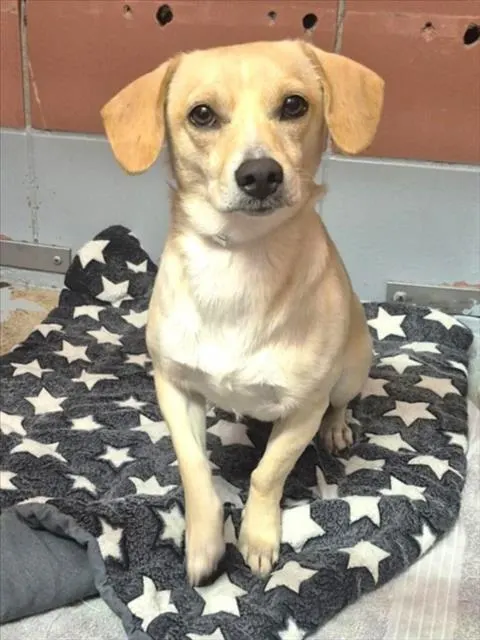 Adoptable Dog