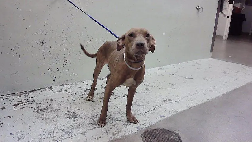 Adoptable Dog