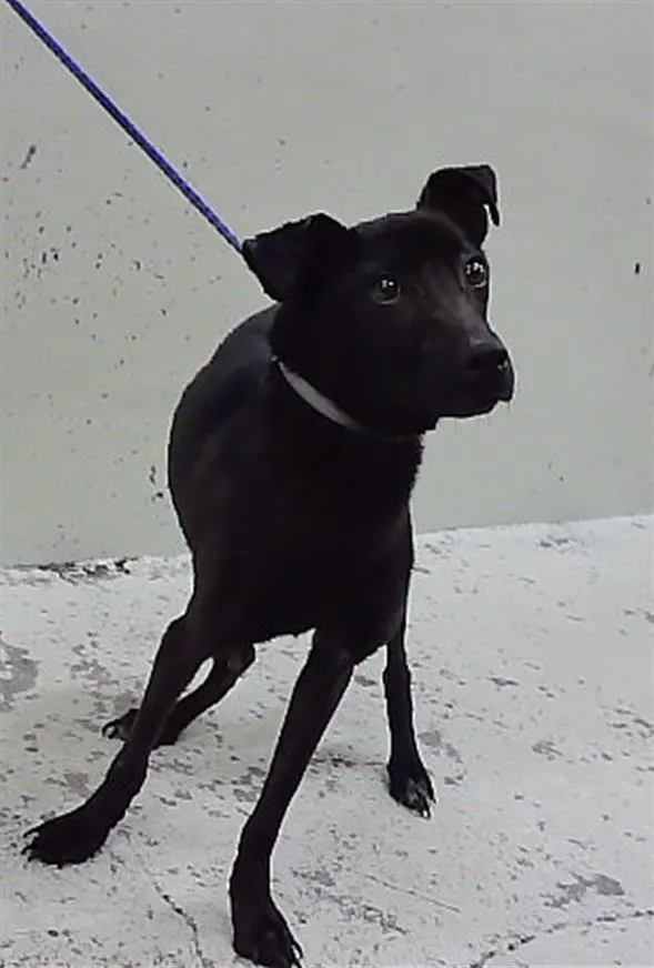 Adoptable Dog